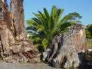 kauri from buried prehistoric forests (50,000 years old)